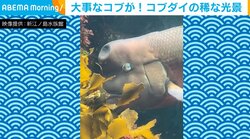 コブダイの大事な“コブ”がへこんだ!? 稀な光景に「固いのかと思ってましたｗ」と驚きの声