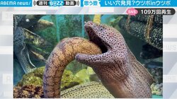 ウツボの中に“ウツボ” 「共食い？」職員も初めて目にした奇妙な光景にネット騒然