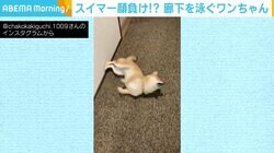 壁を蹴ってクルンッ 廊下を“泳ぐ”豆柴に「ターン上手」「将来有望な背泳ぎ選手」の反響