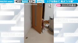 飼い主「ドアを閉めて」→ちゃんとドアを閉める柴犬が可愛すぎると話題に、最後のドヤ顔も最高
