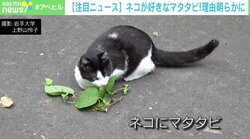 ネコがマタタビ好きな理由明らかに 1000年以上前に祖先が獲得した本能か