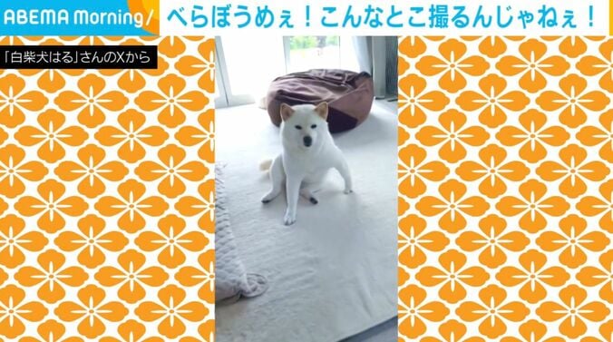 白柴犬のはるちゃん