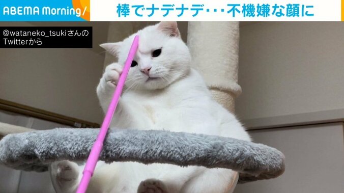 棒でなでなで→“怒り心頭”な猫 眉間にシワを寄せた表情が「オラオラ感マシマシ」「いらいら顔かわいい」と話題 1枚目