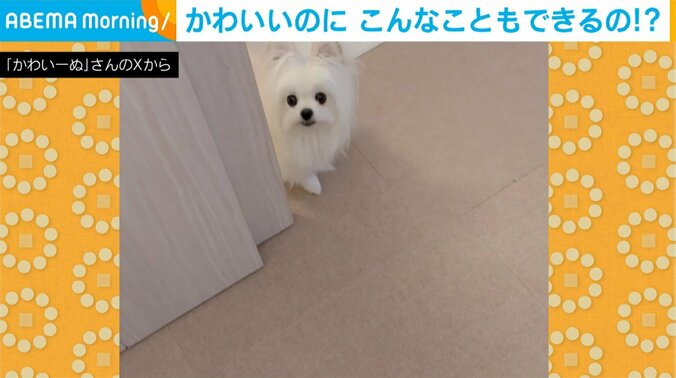 ポメプーの女の子「かわいーぬ」ちゃん（3歳）