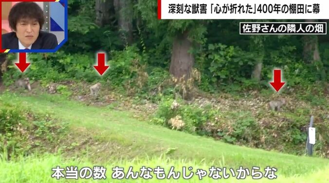 サル（佐野さん隣人の畑）