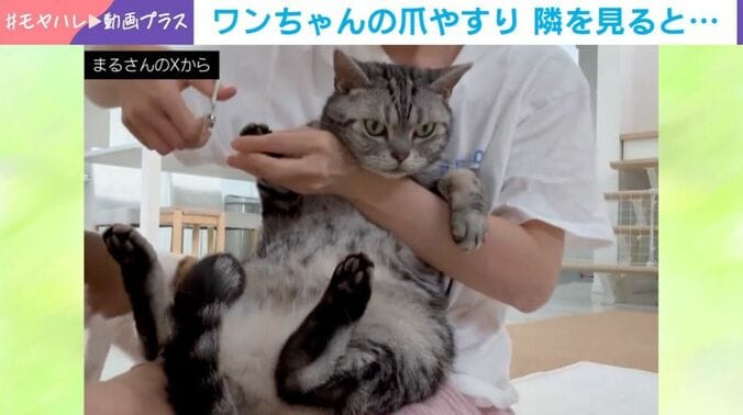 佐助くん