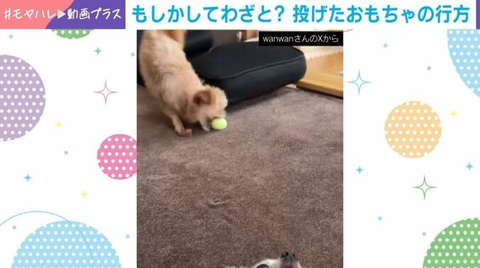 ぽむきちくん