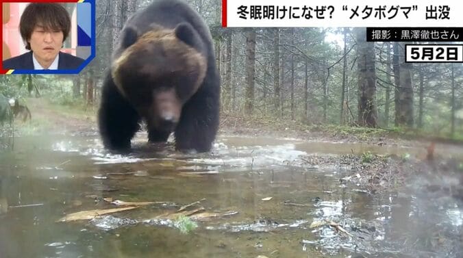 冬眠明けのメタボグマ