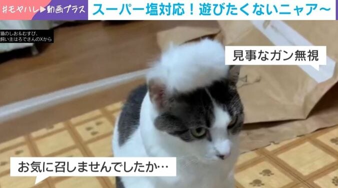 “スーパー塩対応”の猫