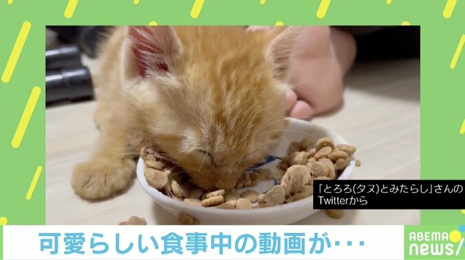 「眠たいニャ…でも…」200万回再生超のキュートな子猫の動画が話題 1枚目