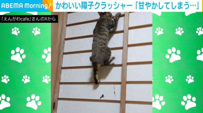猫のはるかぜくん