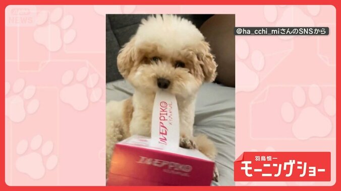 ティッシュ箱を前脚で押さえて…口で開封！器用なワンちゃん　飼い主さんのお手伝い？ 1枚目
