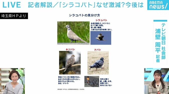 埼玉県民の鳥「シラコバト」が激減、なぜ？ 繁殖は順調も根本的な解決難しく 4枚目