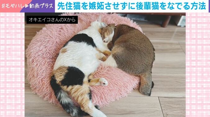 しらすちゃんとおこめちゃん