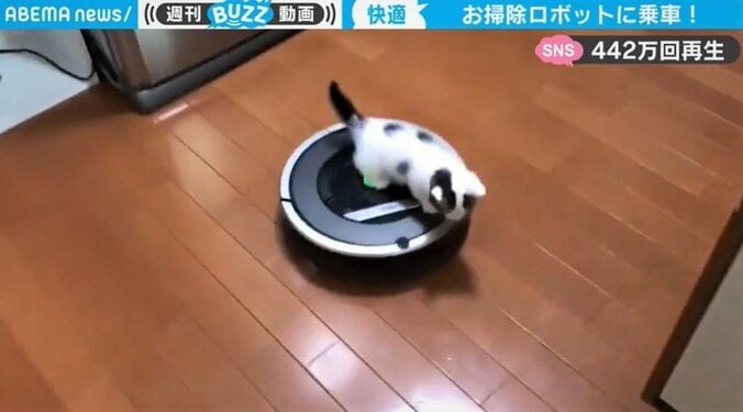 お掃除ロボットを乗りこなす子ネコが話題 「パトロールお疲れさまです」の声 1枚目