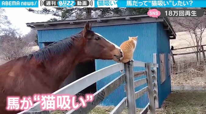 G1馬が猫に求愛する珍スクープ 「メイショウドトウ」の“猫吸い”に牧場の看板猫が大困惑 1枚目
