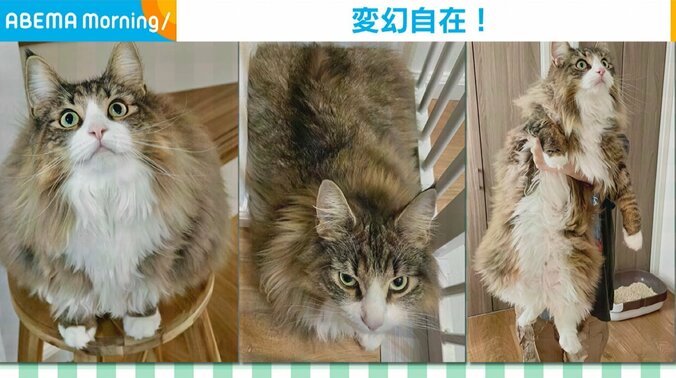 まもなく3歳のしろあんちゃん