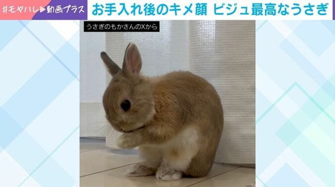 ウサギのもかくん