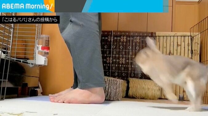 ウサギのこはるちゃん