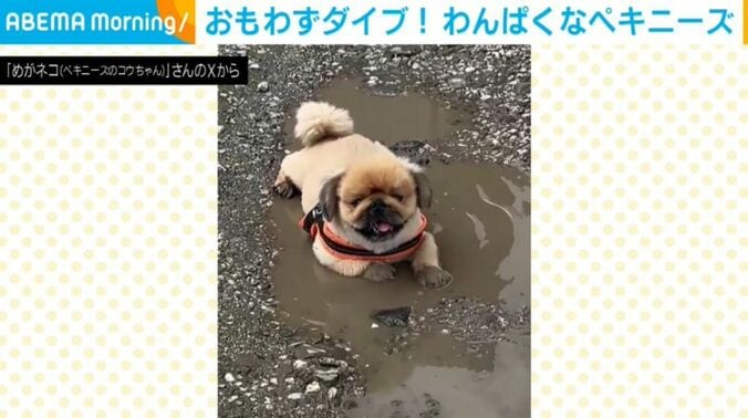 ペキニーズのコウちゃん
