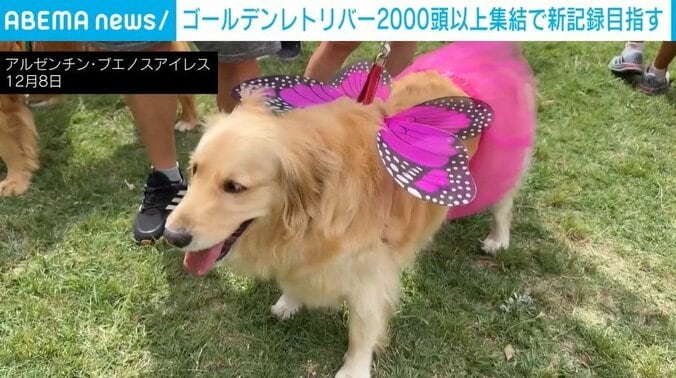 ピンクのドレスでおめかしをするゴールデンレトリーバー