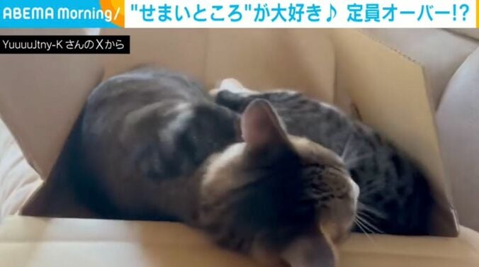 猫のポポちゃんとパンちゃん