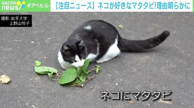 ネコがマタタビ好きな理由明らかに 1000年以上前に祖先が獲得した本能か 1枚目