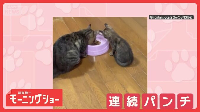 親ネコの頭に連続パンチ！　でもパパは…気にせずモグモグ　ごはんがほしいのかな？ 1枚目