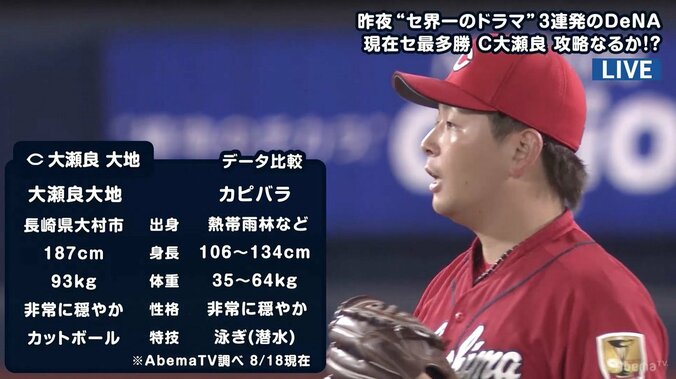 広島「カピバラ3兄弟」大瀬良とカピバラを比較　ファンから「性格は分かるｗ」の声 1枚目