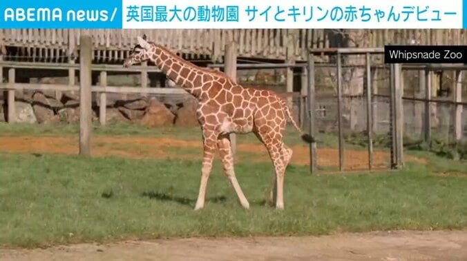 ウィップスネード動物園