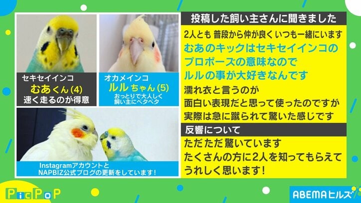 飼い主は“濡れ衣”!?セキセイインコがオカメインコにキックした後…一連の出来事に「完全なる冤罪w」「鳥って蹴るんだ(笑)」と話題沸騰