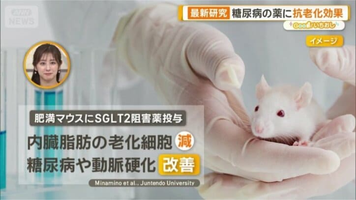 肥満のマウスに投与すると…