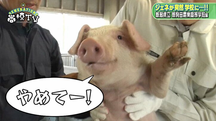 白濱亜嵐、牛に“メンディー”と名付け餌やり　「メンディーお食べ」