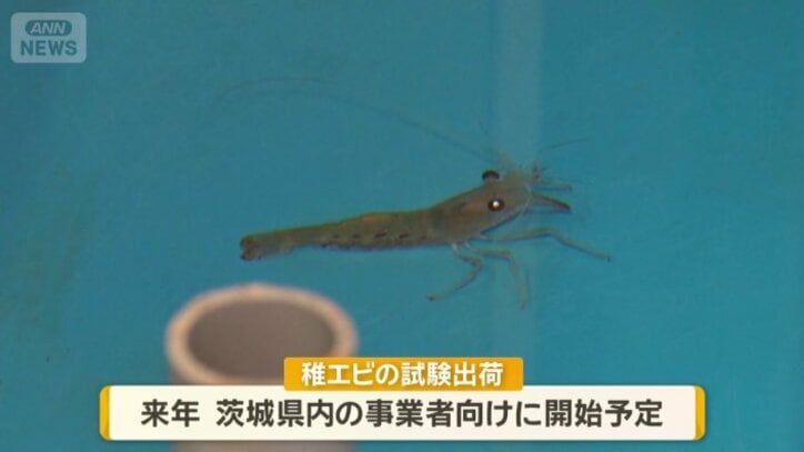 来年から事業者に出荷