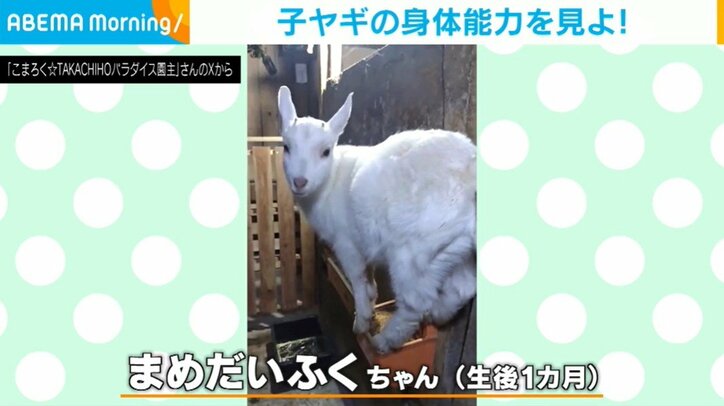 子ヤギの身体能力