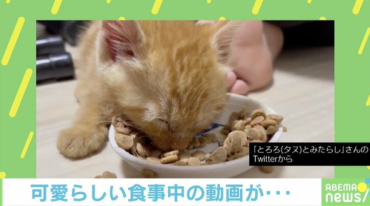 眠たいニャ でも 0万回再生超のキュートな子猫の動画が話題 国内 Abema Times