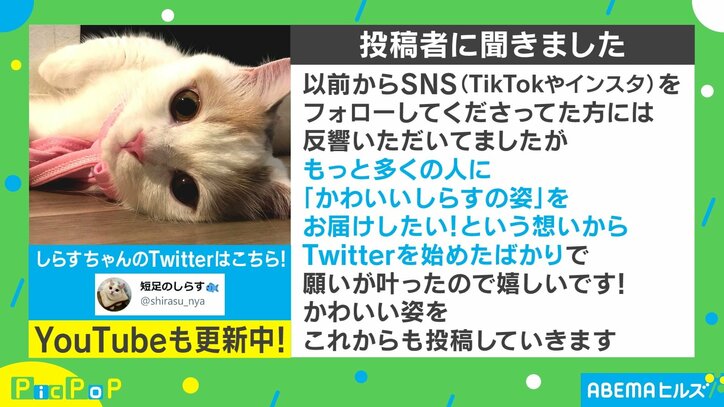 猫好き必見!! 猫の“むぎゅー”な仕草に悶絶する人続出 「あまりの可愛さに意識飛びそう」