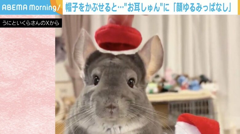 帽子をかぶせると…お耳ピン→“お耳しゅん”とするチンチラが話題！「耳がちゃんと格納されてる」「毛がふわふわで本当可愛い！」