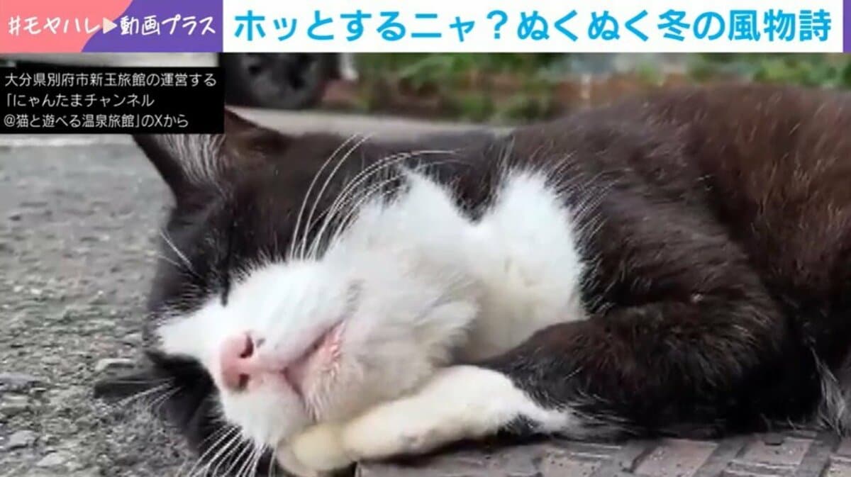 ずっと見ていたい」温泉が流れるマンホールの上で“ぬくぬく”熟睡する猫