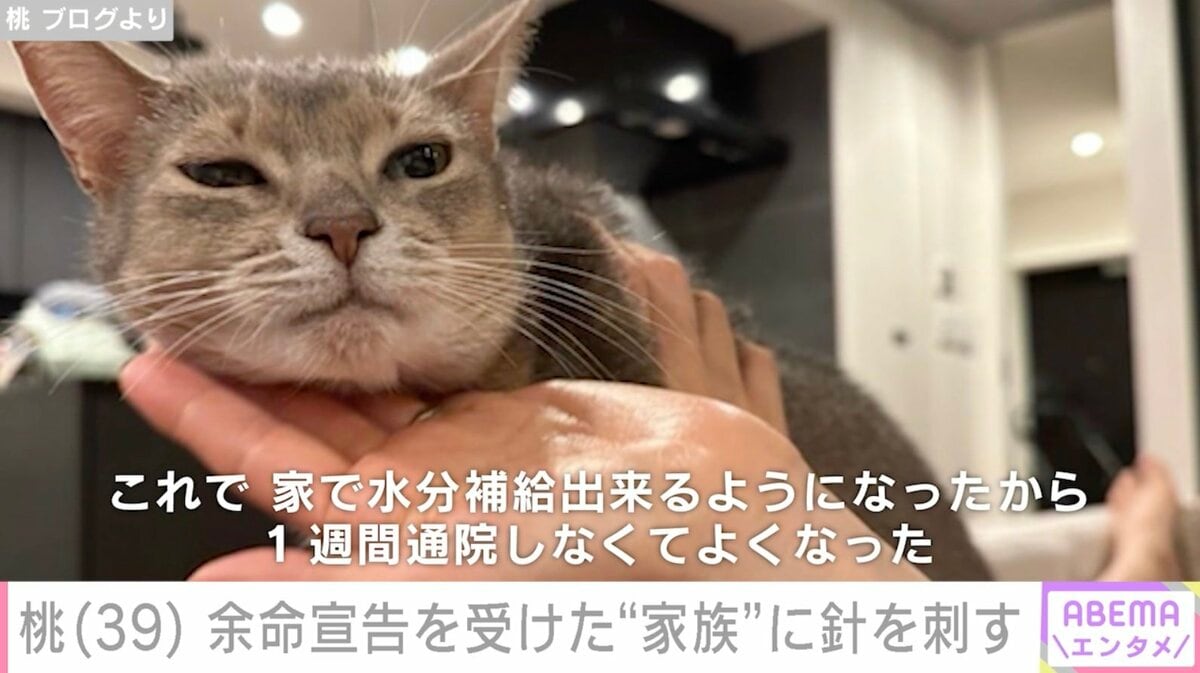 桃、余命宣告を受けた愛猫に初めて針を刺す「結構スムーズに出来た