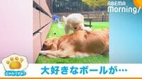 テンションMAX → しょんぼり… ボール遊びをしていた犬の“悲劇”