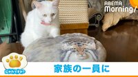 【映像】動物柄のクッションにフリーズするネコ