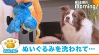【映像】「早く乾いて…」洗濯されたぬいぐるみを悲しげな表情で見つめる犬