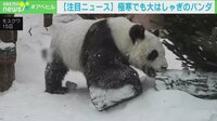 【映像】もふもふパンダ、雪まみれになって斜面をゴロゴロ（5分ごろ～）