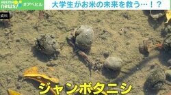 ジャンボタニシを一掃！ 「これは楽だね」農家太鼓判の「ジャンタニコイコイ」とは？