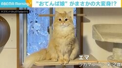 モフモフな猫が“スリム”に、何か言いたげな表情に「無表情だけど伝わってくる」の声
