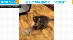 まだ警戒中？ 遊んでいたのに急に“ご帰宅”する保護猫 自分でケースの扉を閉じる姿にスタッフメロメロ