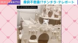 ひょこ…目を疑う“瞬間移動”!? 双子の完璧シンクロに「可愛いですね」「尊い」などの声