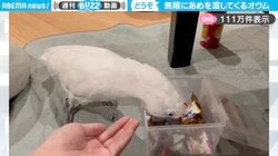 「何度でも受け取りたい！」オウムがクチバシであめを取り出し、渡してくる姿に「かしこかわいい！」「エラ〜イ！」と絶賛の嵐