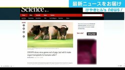 ブタから人への臓器移植が近く可能に？ 米で遺伝子操作によるブタの内在ウイルス危険除去に成功